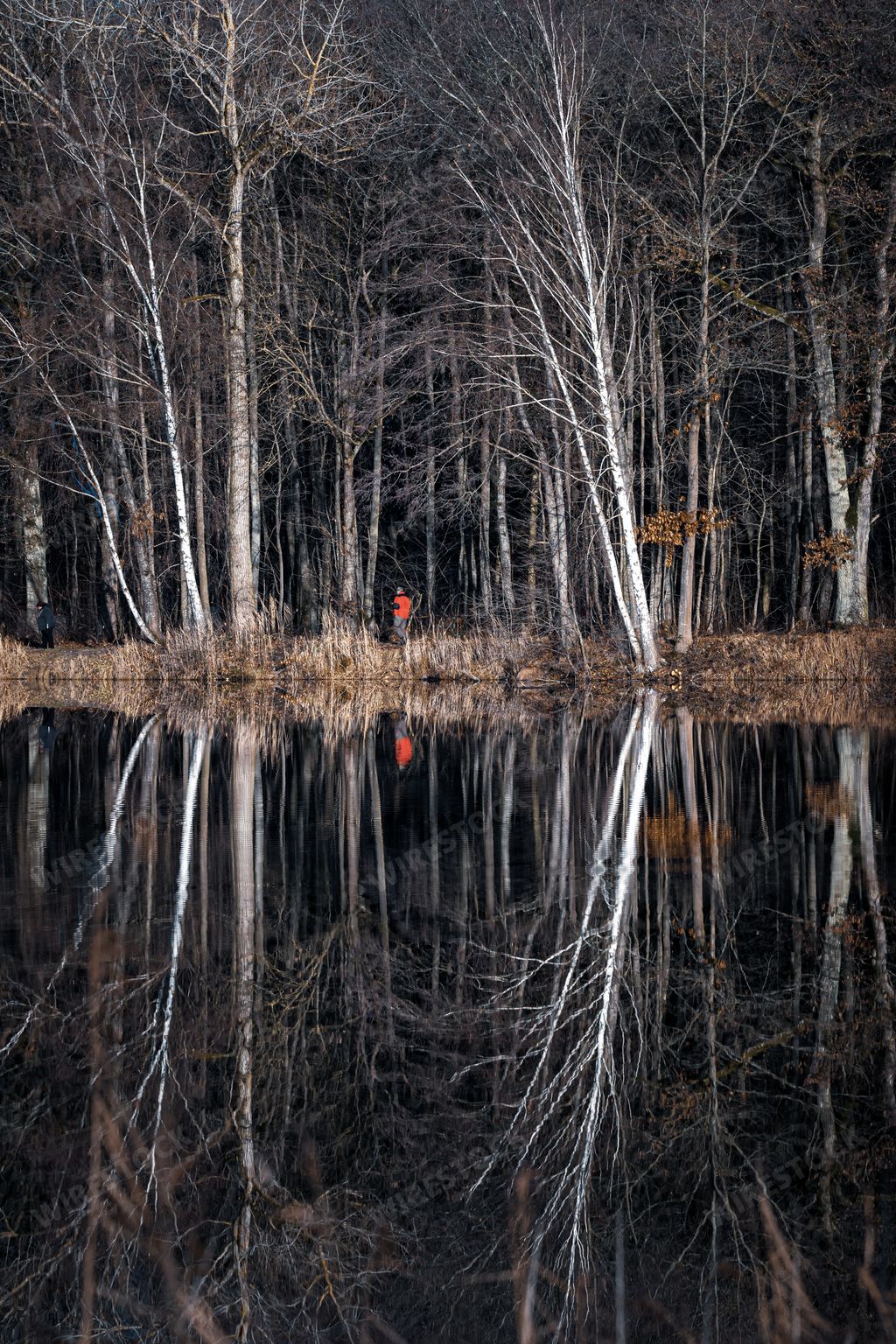 Trees are reflected in the water at a lake.