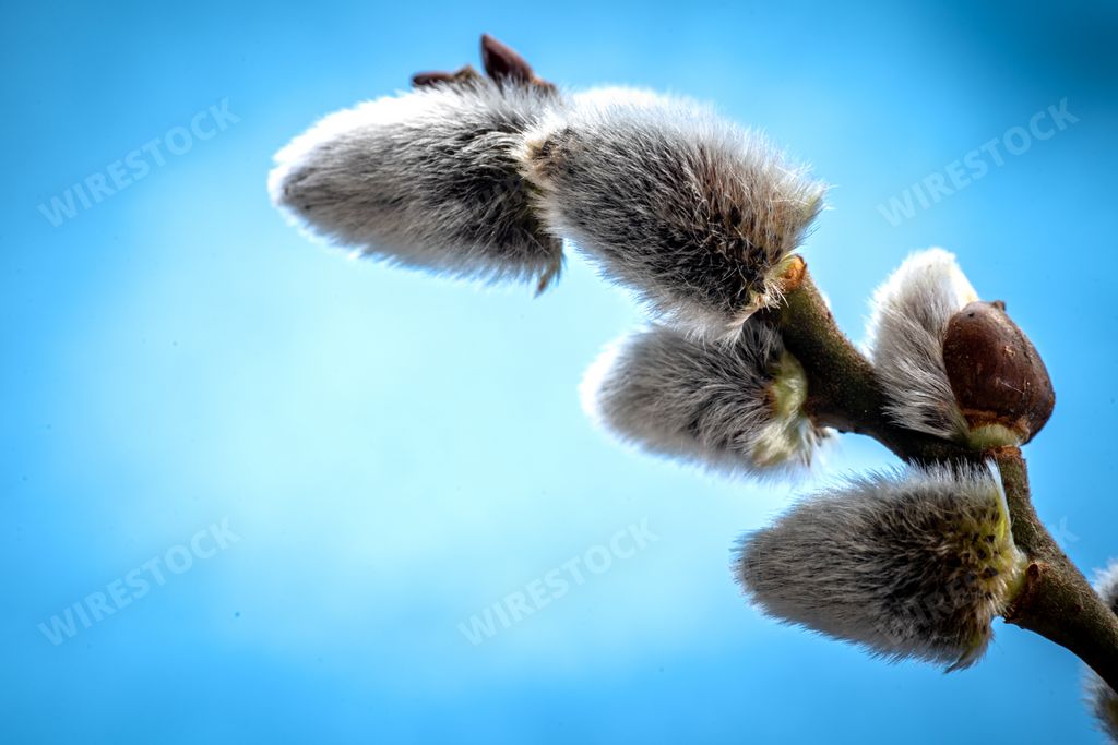 A closeup shot of a pussy willow branch on a blue background