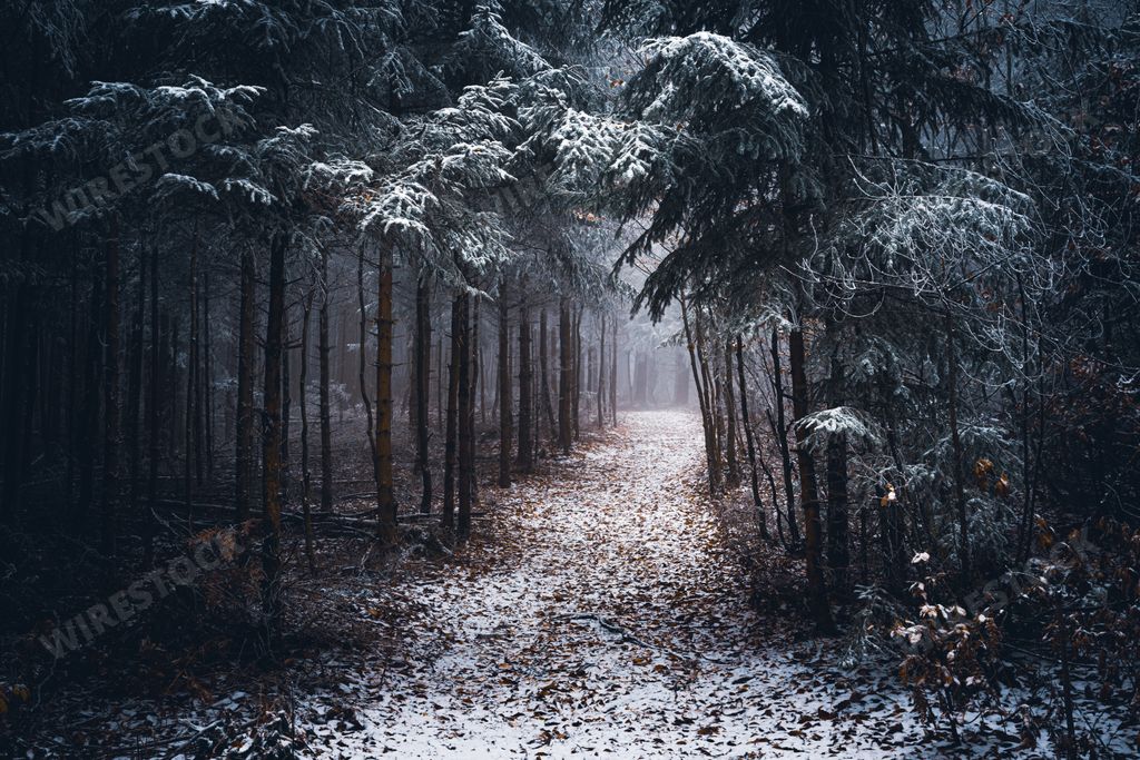 A snowy forest in Bavaria, Germany in the winter on a foggy evening