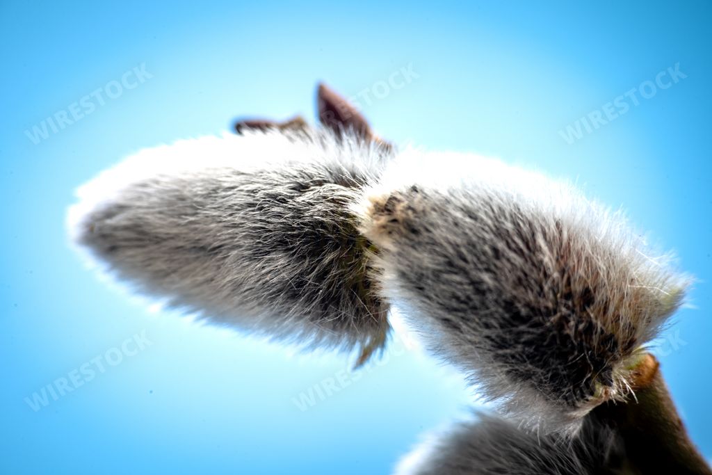 A closeup shot of a pussy willow branch on a blue background