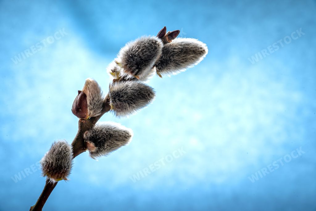 A closeup shot of a pussy willow branch on a blue background