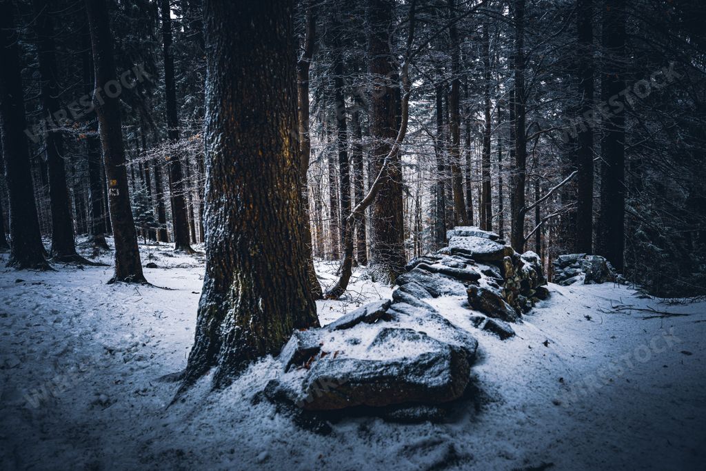 A snowy forest in Bavaria, Germany in the winter on a foggy evening