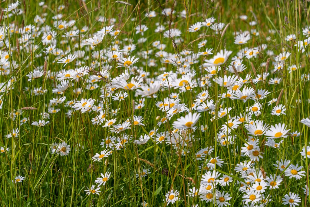 A meadow filled with numerous beautiful white daisies blooming in green grass