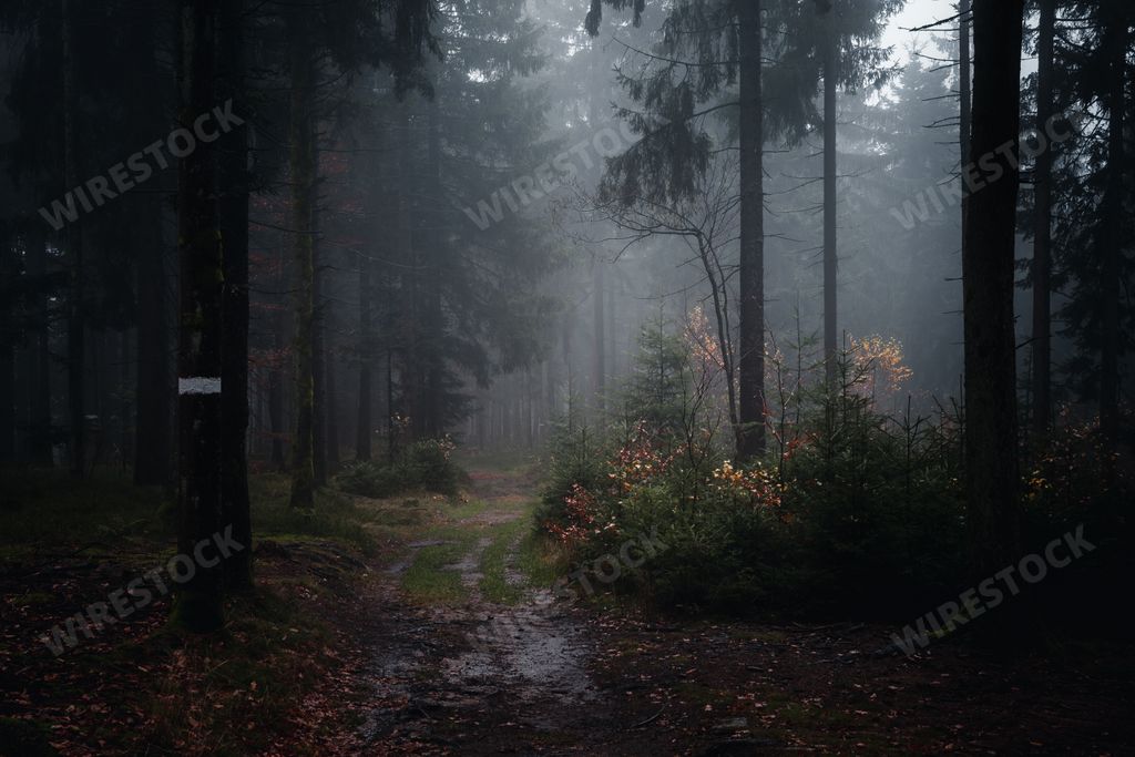 A landscape view of the Bavarian forest path in the autumn evening. Bavaria, Germany