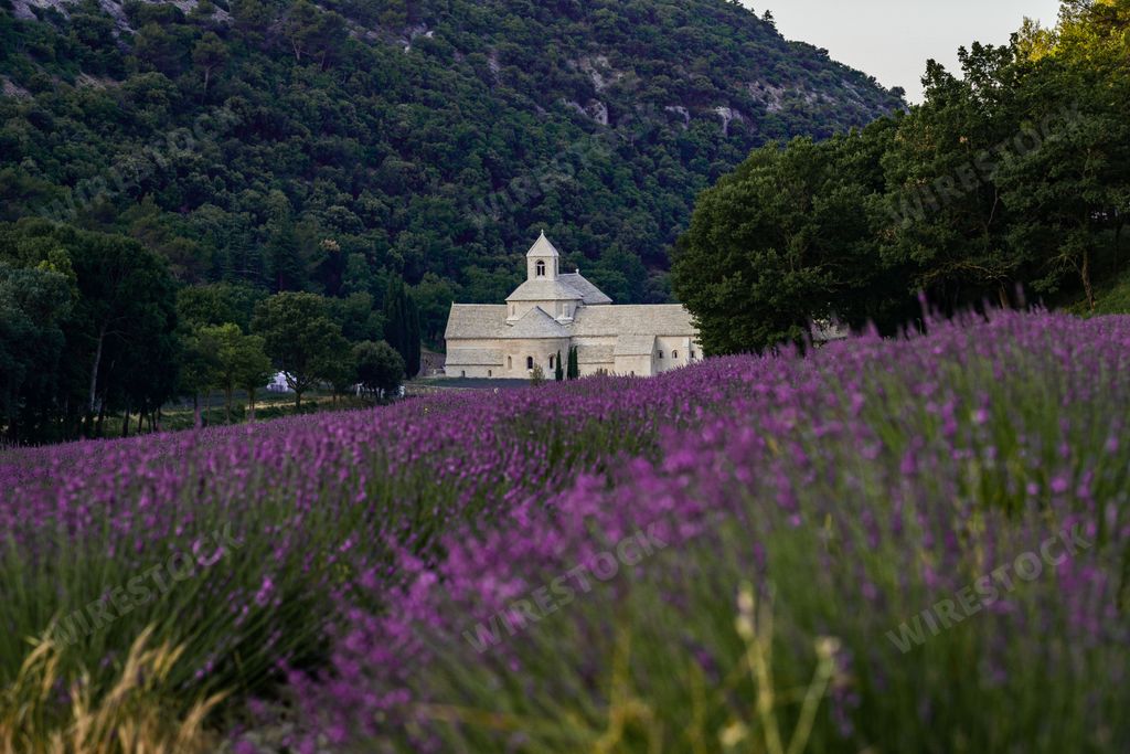 A beautiful shot of Bookstore Senanque Abbey in a lavender field in France