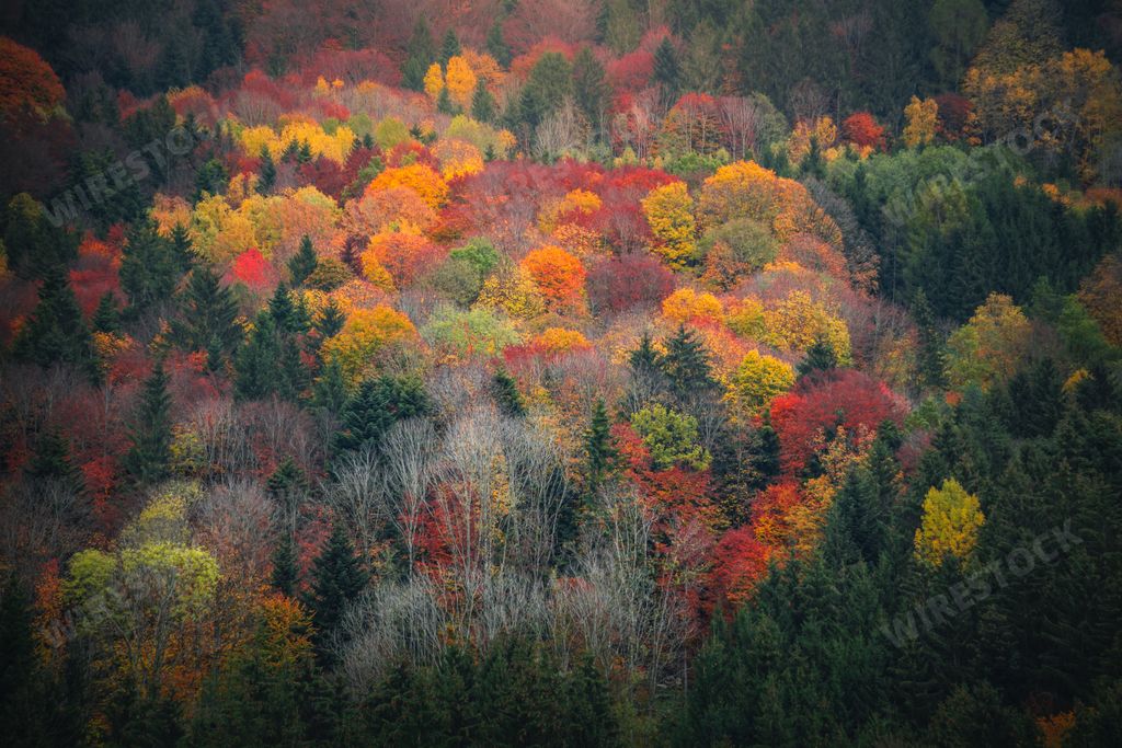 The autumn scenery of colorful trees with mountains background in Bavarian Forest, Germany