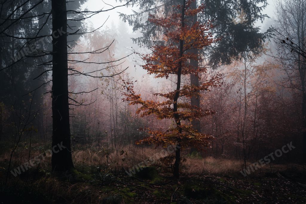 A beautiful shot of a dark mysterious forest on a foggy day in fall
