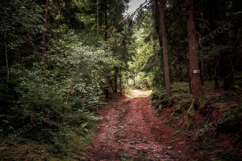 The path surrounded by tall trees and plants in Bavarian Forest