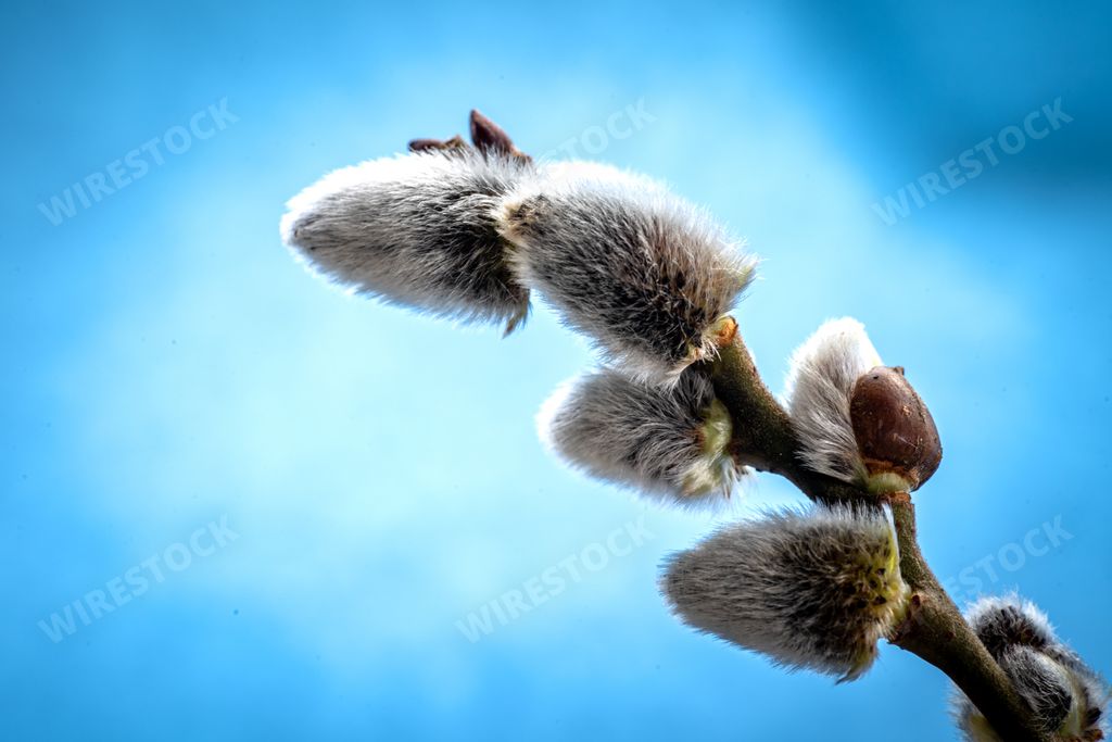 A closeup shot of a pussy willow branch on a blue background