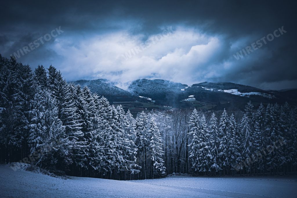 A snowy forest in Bavaria, Germany in the winter on a foggy evening