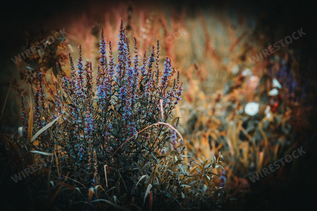 A selective focus shot of Blooming purple wildflowers in the meadow in the forest with a blurred background