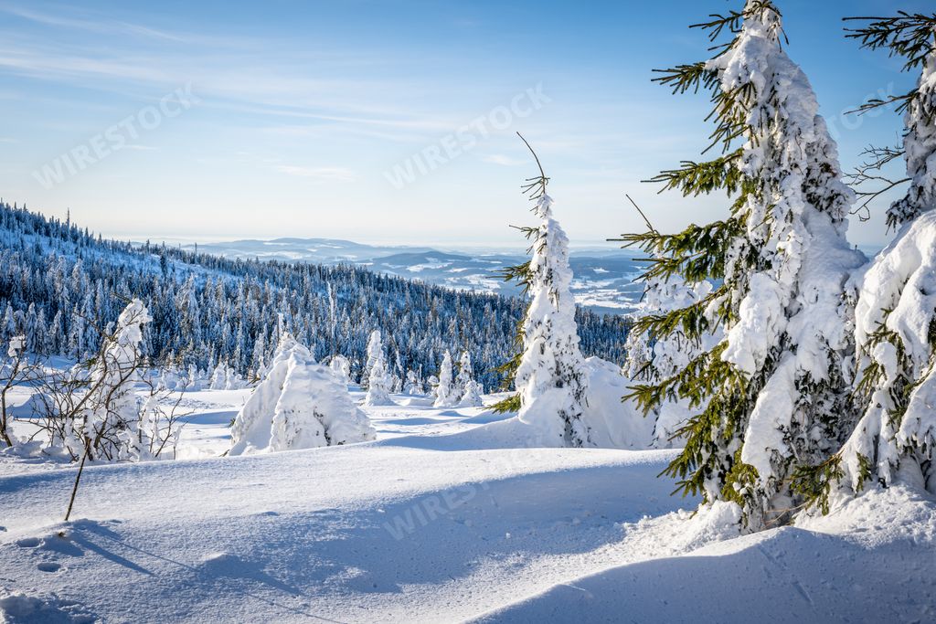 Snowy woods in Dreisessel Mountains in winter on the border of Germany and the Czech Republic, Bavarian Forest - Sumava National Park