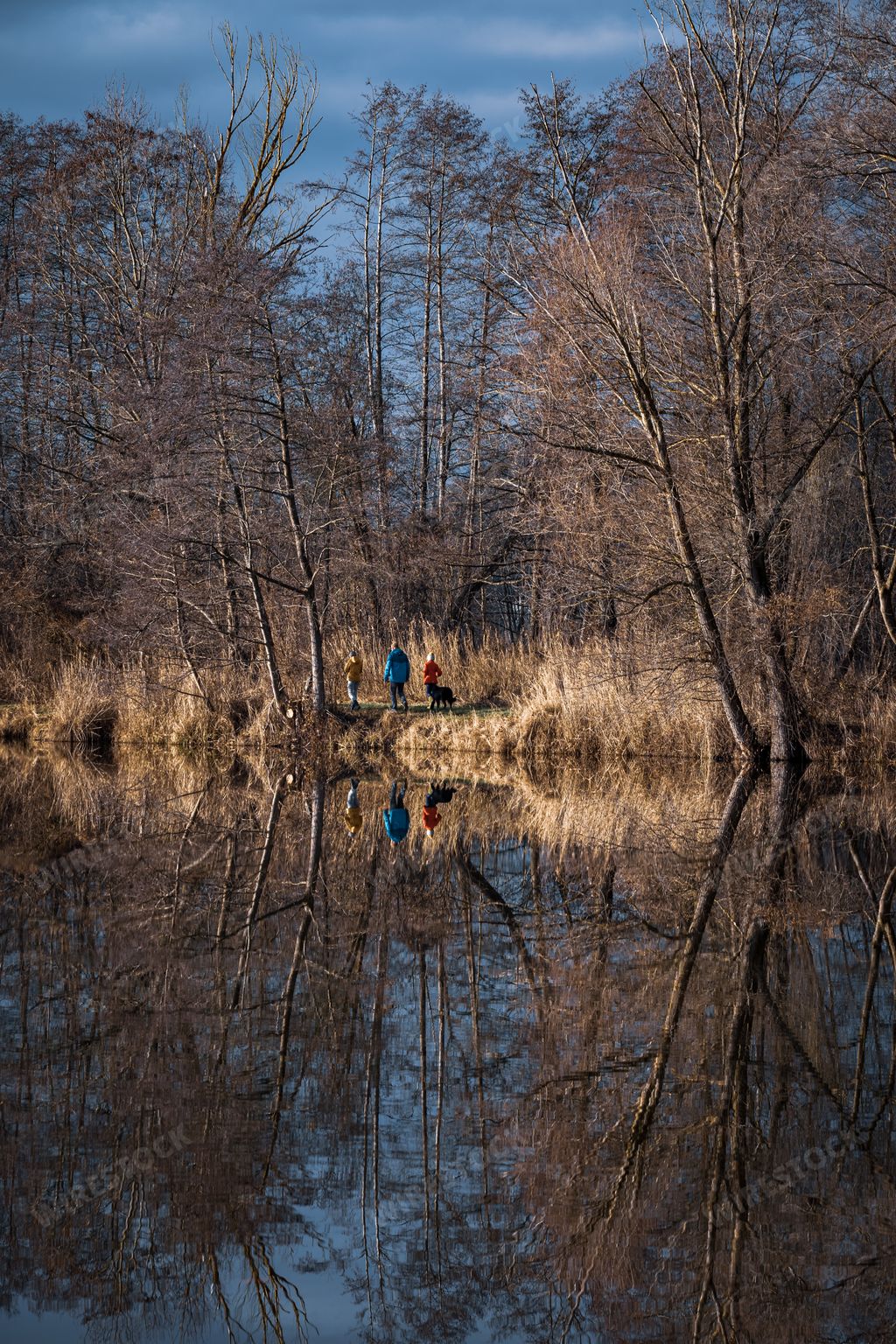 Trees are reflected in the water at a lake.