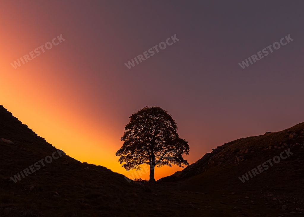 A lone sycamore tree silhouette at sunset, golden and purple sky background