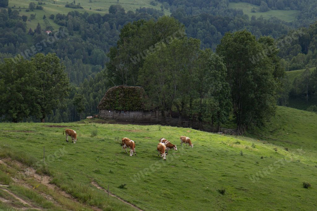 An aerial shot of an amazing farmland in  Apuseni Mountains in Transylvania, Romania