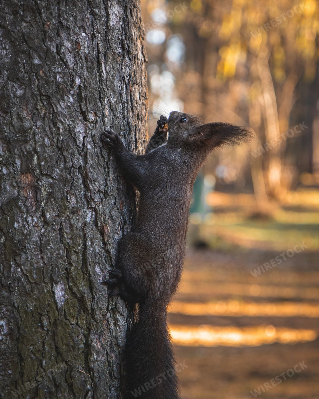 A selective focus shot of a cute tassel-eared squirrel climbing on the tree with a blurred background