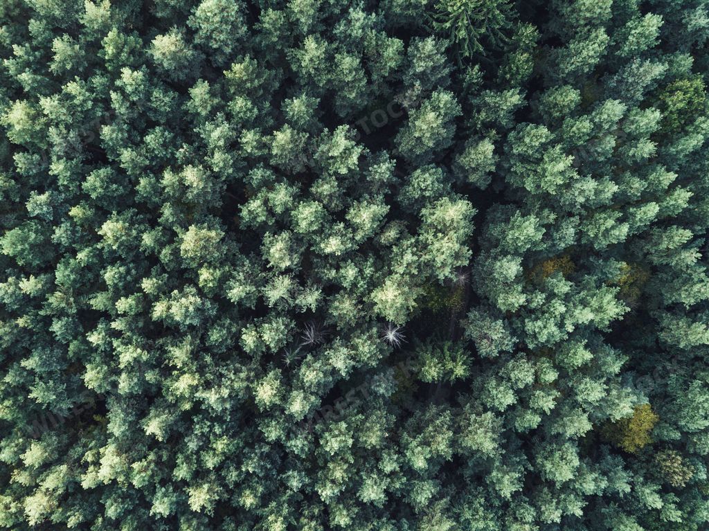 An aerial overhead shot of a beautiful thick green forest