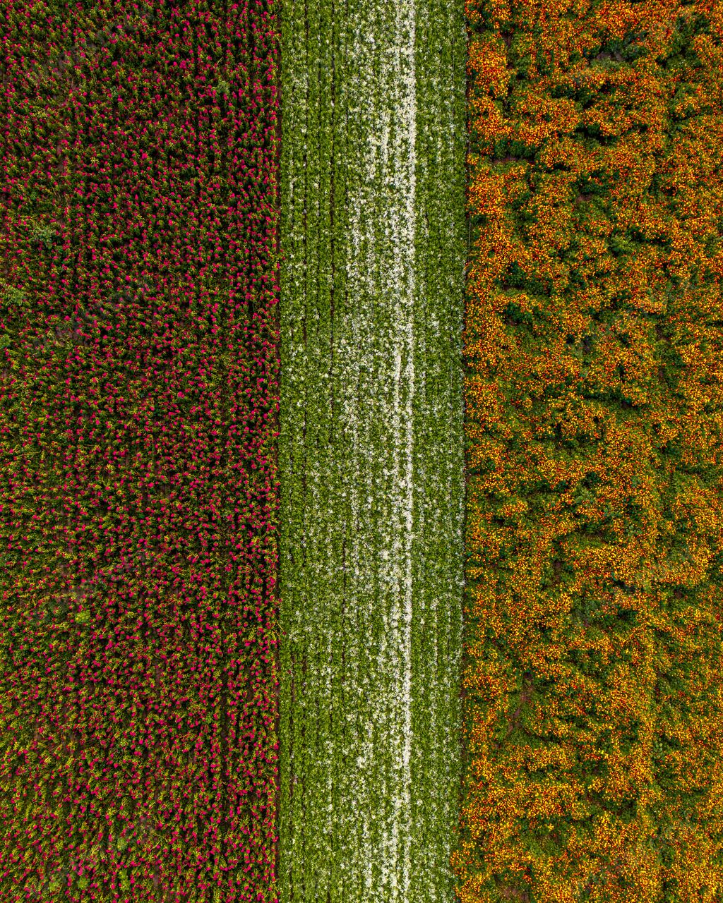A view of agricultural fields with flowers from the air