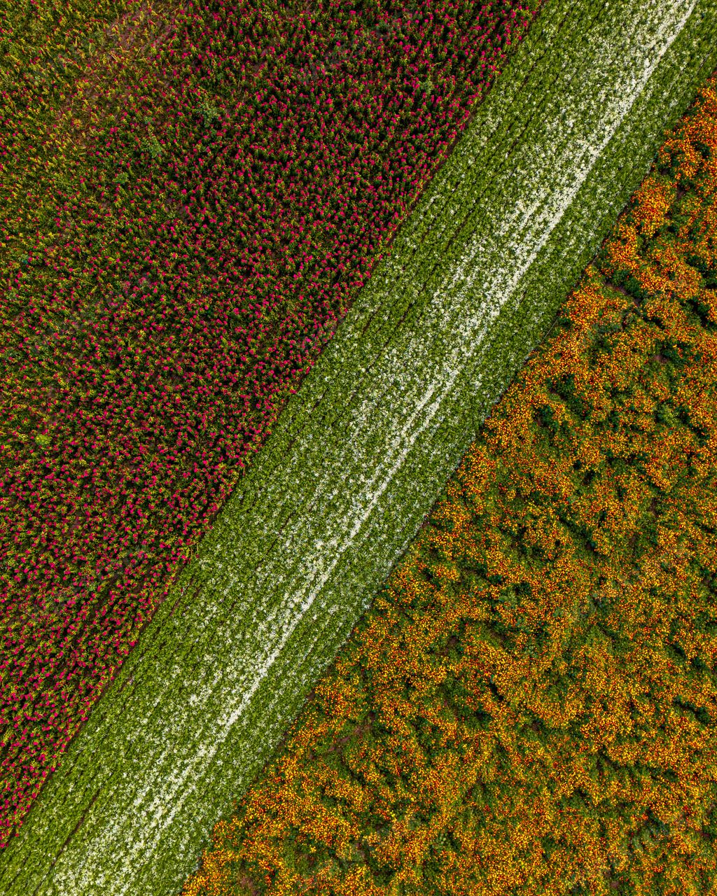 An aerial view of agricultural field with a stripe of green flowers