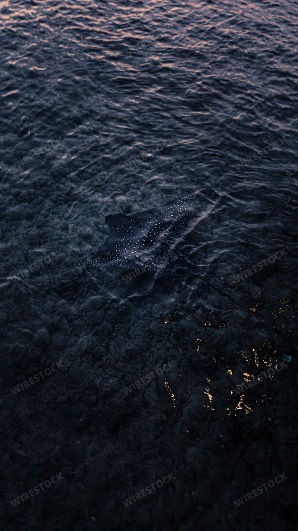 A vertical shot of a wild eagle ray spotted at the Coral bay in Red sea, Egypt