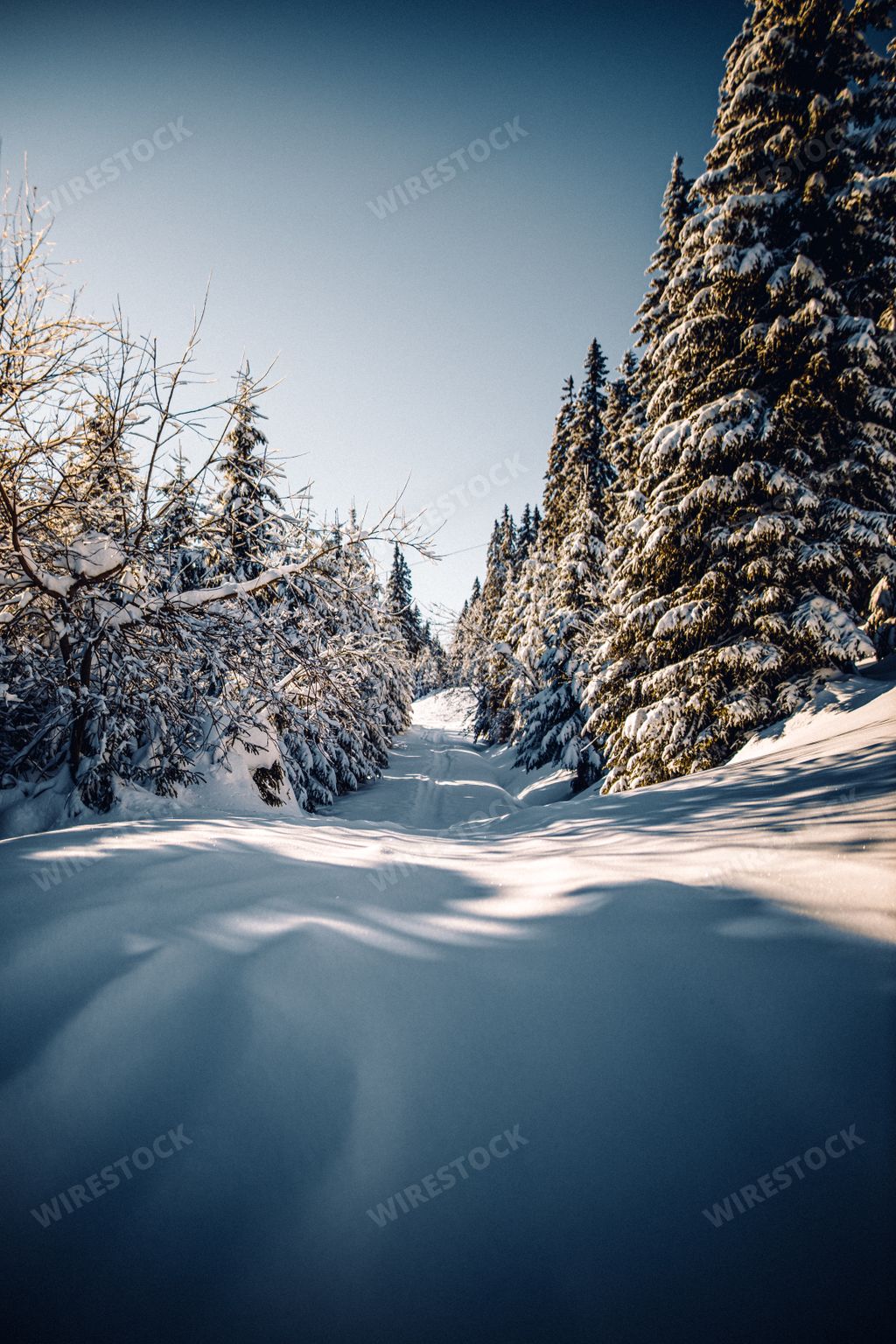 A vertical shot of beautiful winter landscape with fir trees covered in snow Krkonose, Czech Republic