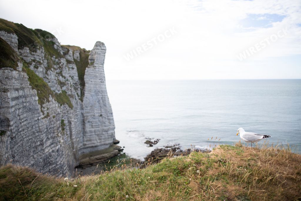 A seagull on a grassy clifftop