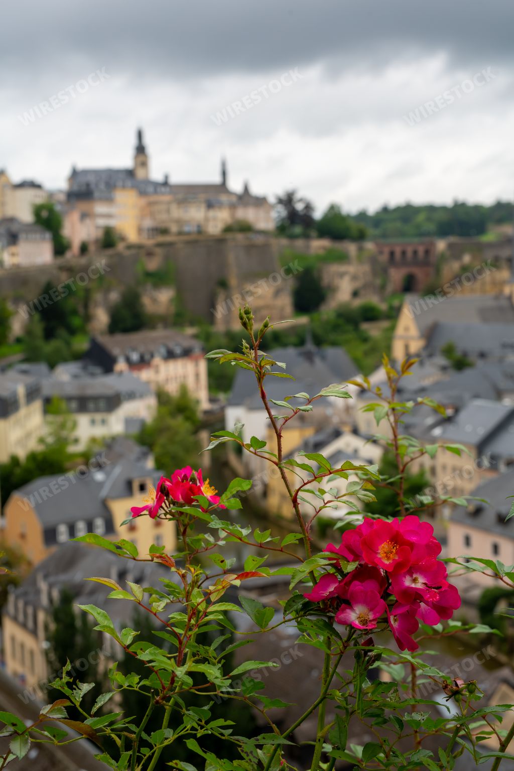 A selective focus shot of wild roses with buildings in the background in Luxembourg