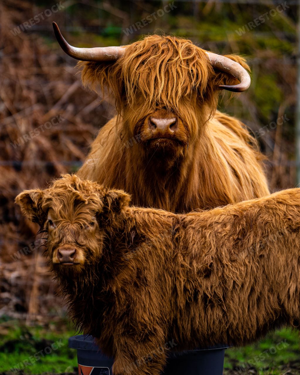 A vertical shot of a Highland Cow "Coo" with calf in the Schottish Highlands UK
