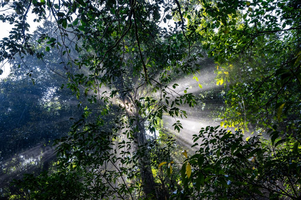 A low angle shot of sun rays falling through the trees in the jungle in Khao Yai, Thailand