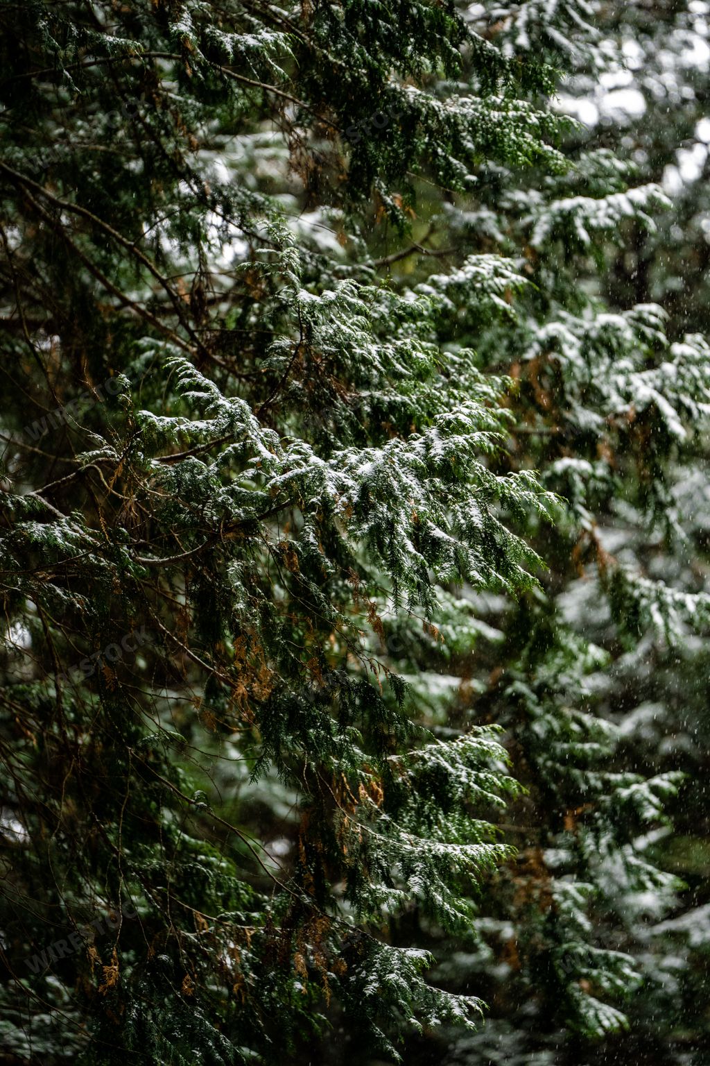 A Close-up of evergreen tree branches covered in snow