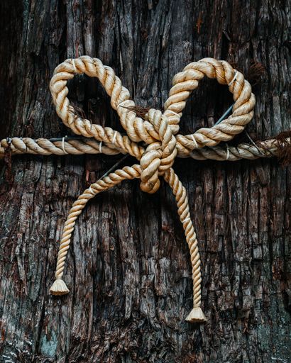 Close-up of a traditional shimenawa rope tied around a tree trunk in a ...