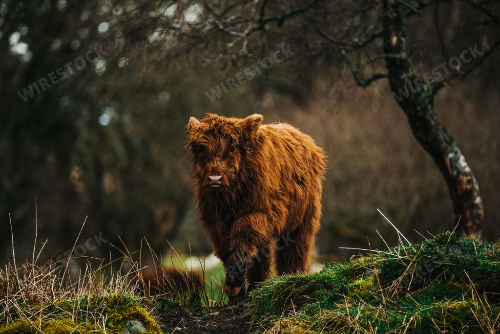 The Young Highland Cow "Coo" in the Scottish Highlands UK