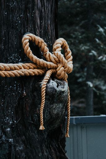 Close-up of a traditional Japanese shimenawa rope tied around a tree ...