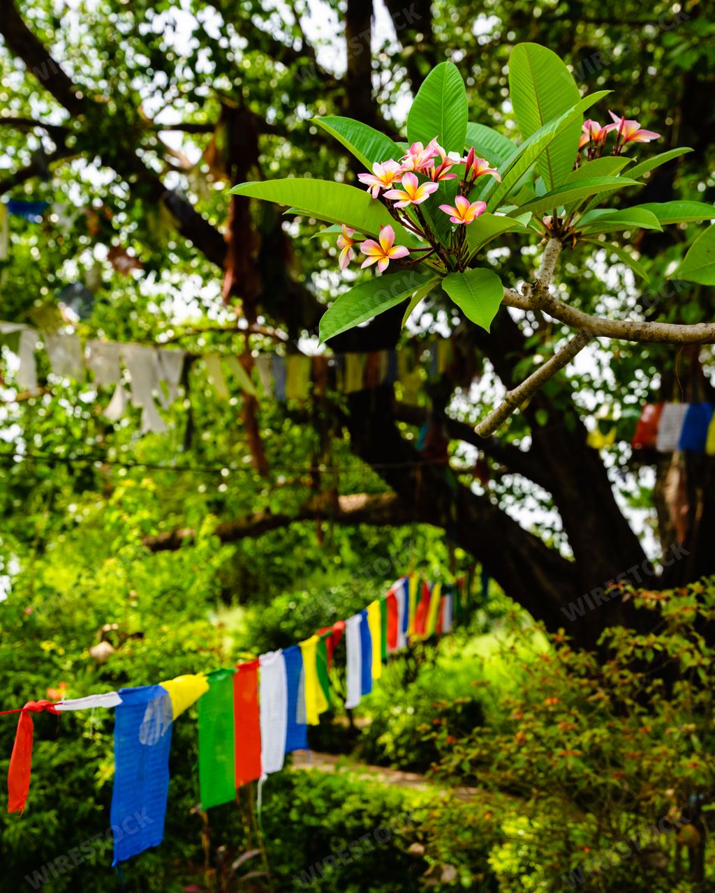 A vertical shot of the Tibetan Buddhist Prayer Flags hanging from the trees in Maya Devi Temple, Nepal
