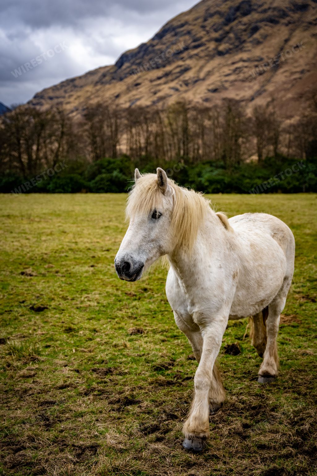 Beautiful white horse in the Scottish highlands of Glencoe Scotland UK with mountains and forests in the backg