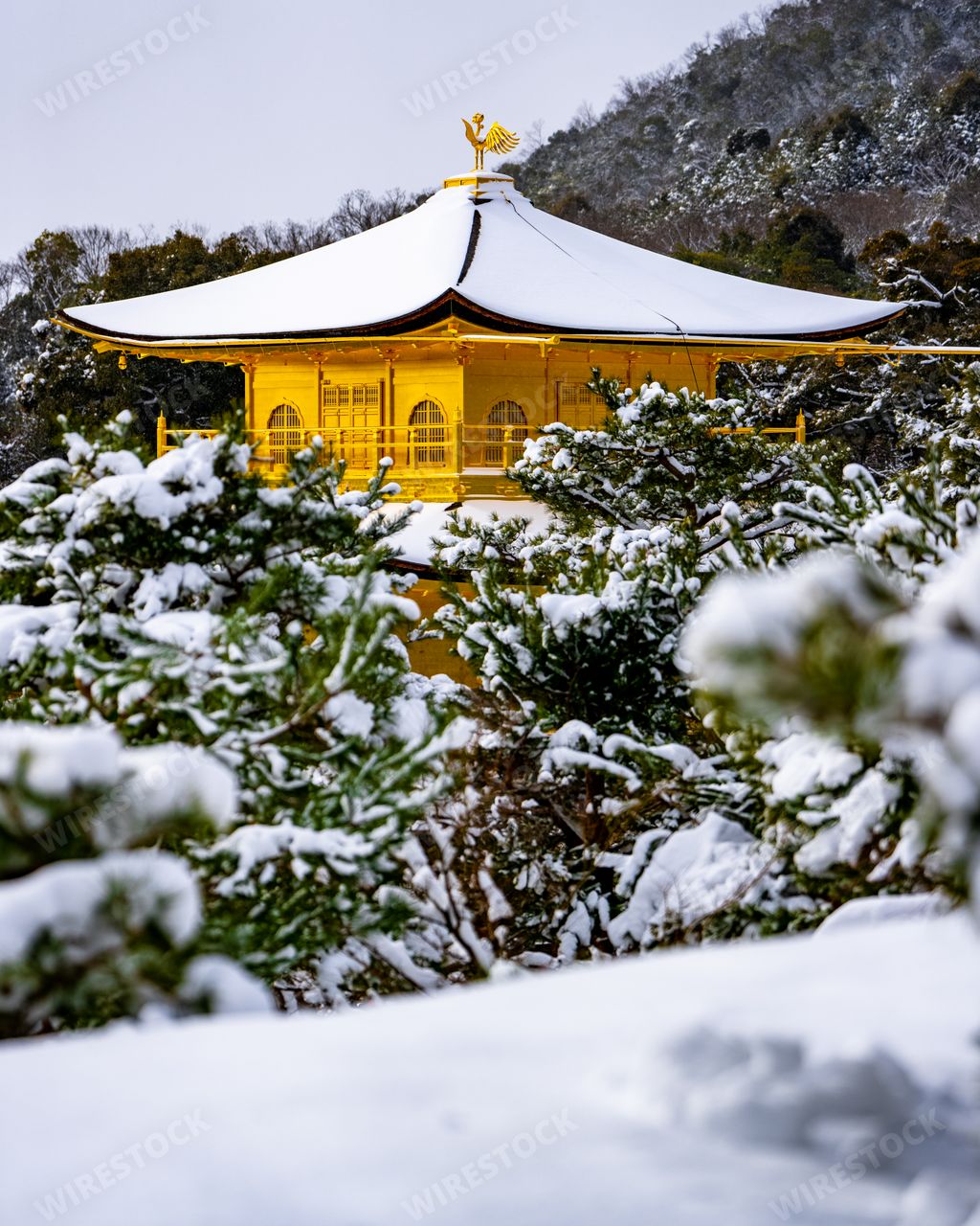 Snow-covered trees surround Kyoto's Kinkakuji Golden Pagoda, creating a serene winter scene