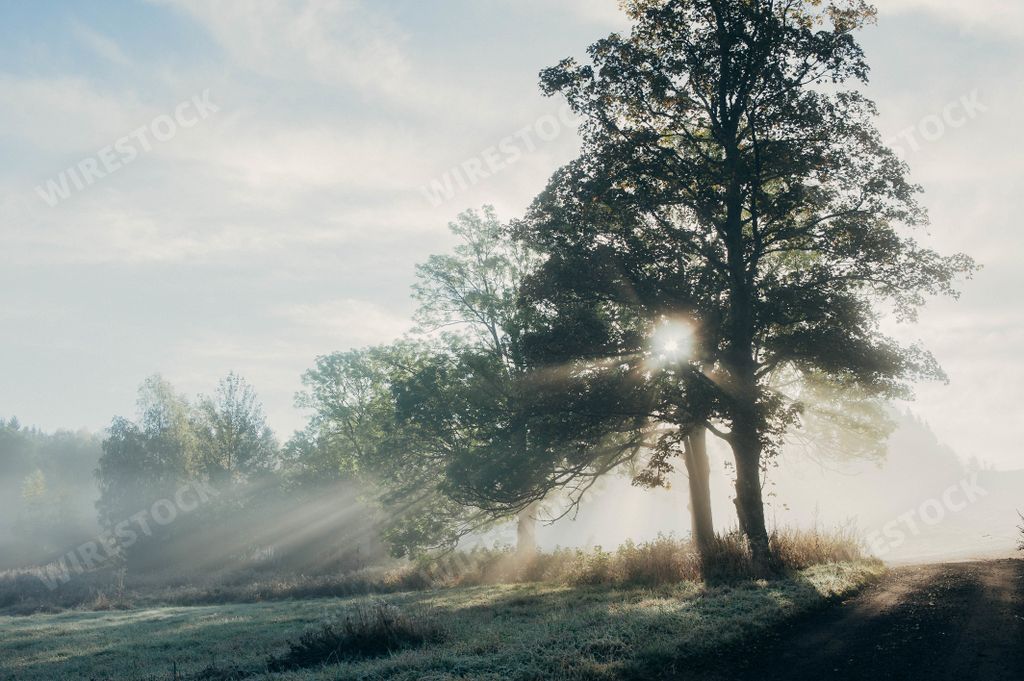 A beautiful view of sunlight through the trees