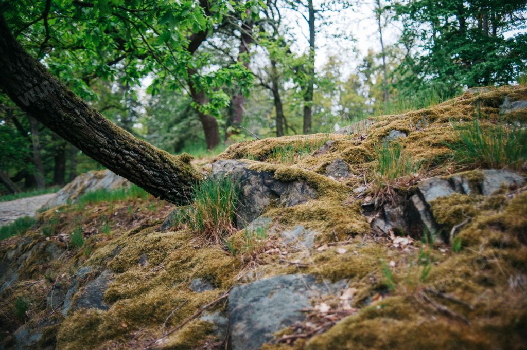 The beautiful nature in Park Pruhonice in Pruhonice, Czechia
