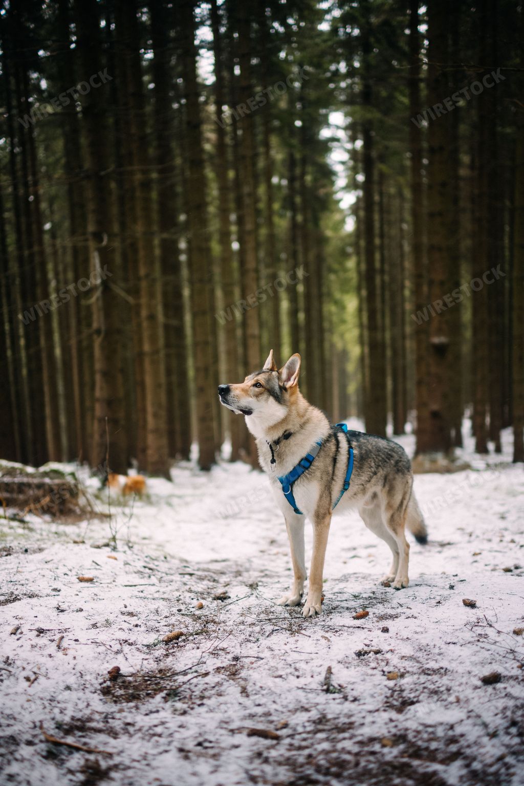 A closeup of an adorable Czechoslovakian Wolfdog standing in a snow-covered field with a blurry background