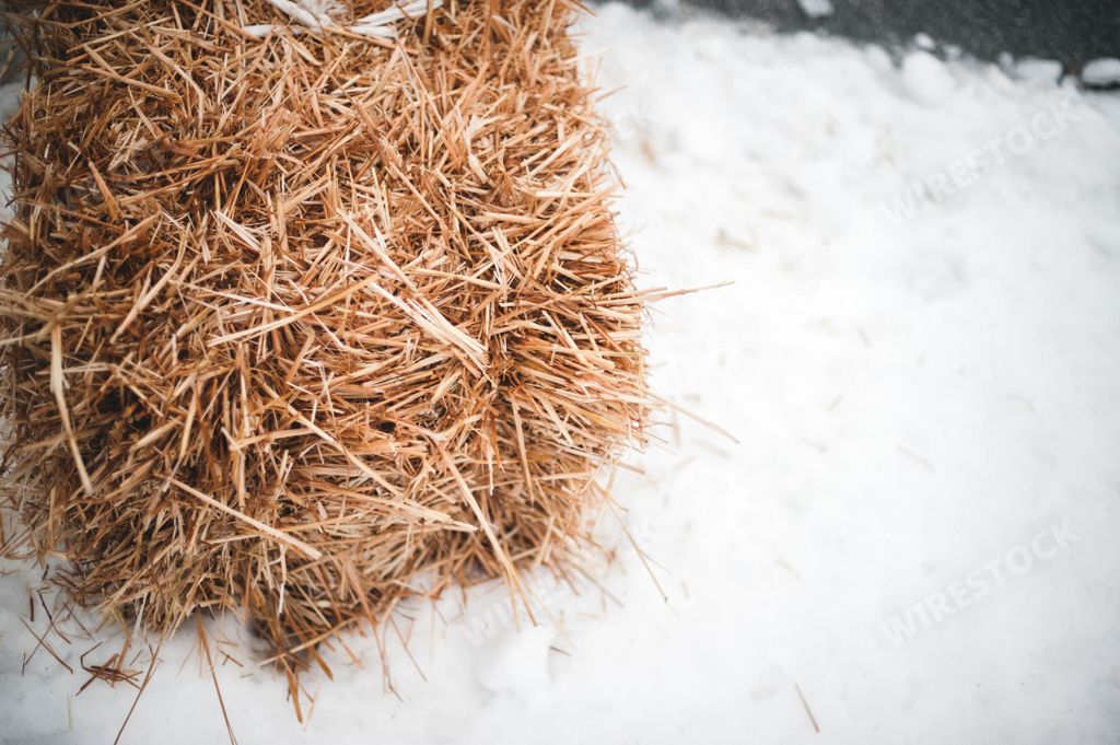 A stack of dry grass on a surface covered with snow
