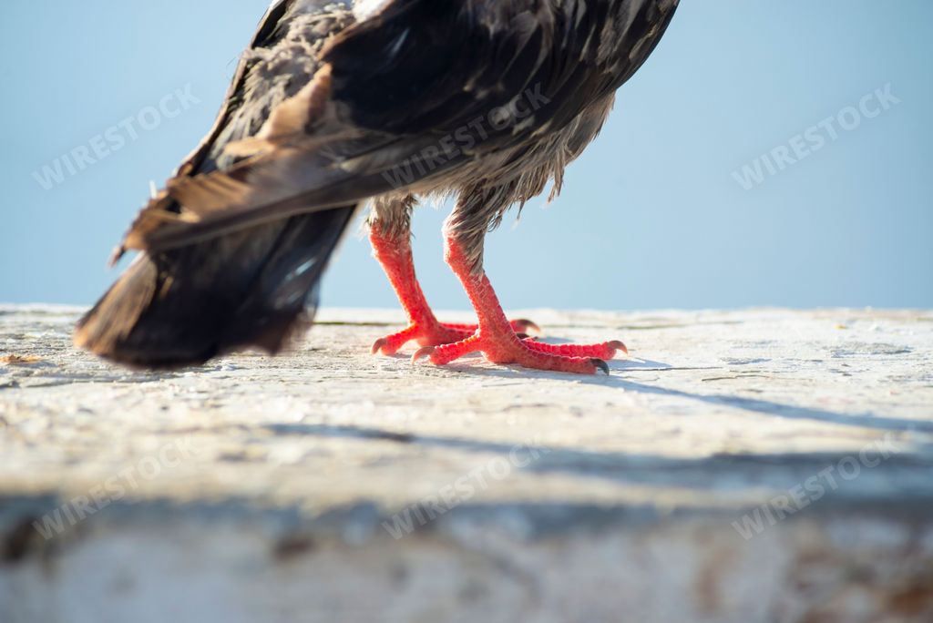 A pigeon's legs on top of a wall against the sea in the background