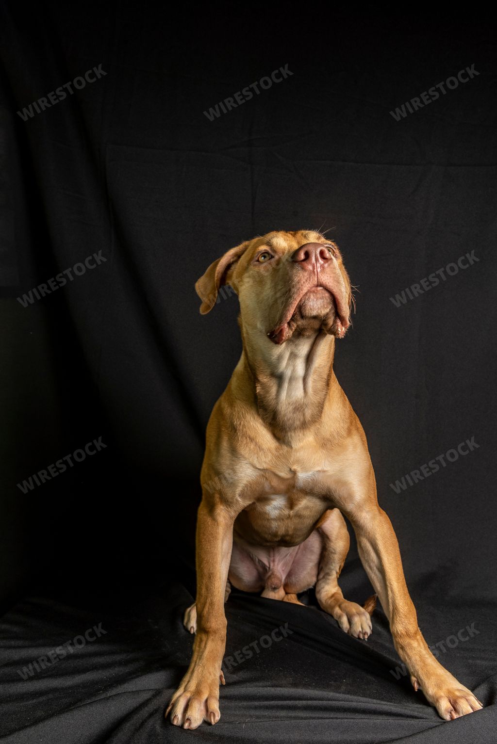 A vertical shot of an adorable brown pit bull dog posing on a black background