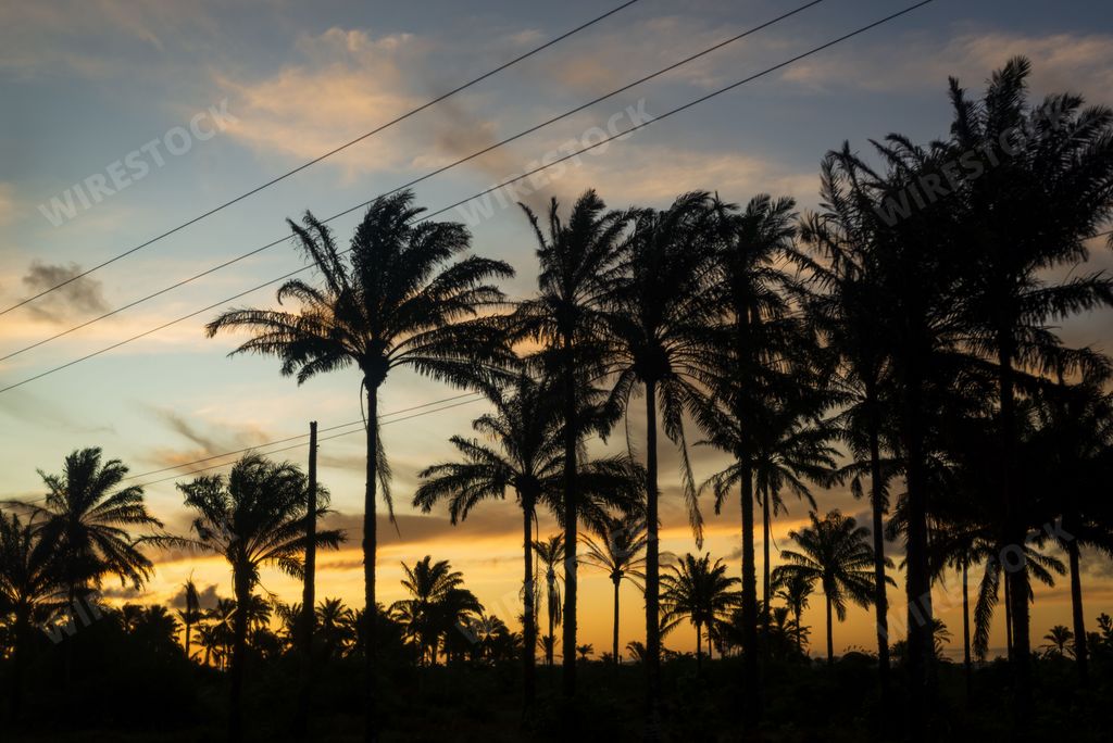 A beautiful orange and pink sunset illuminated by a golden light, with palm trees against the sky