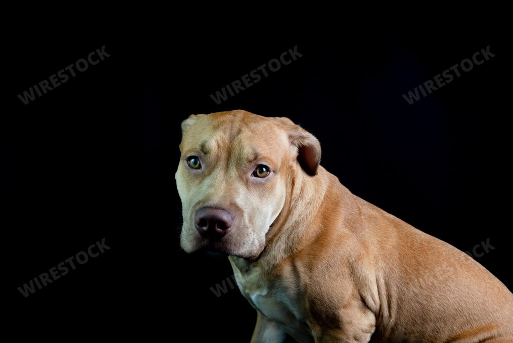 A brown Pit bull dog with sad eyes on black background