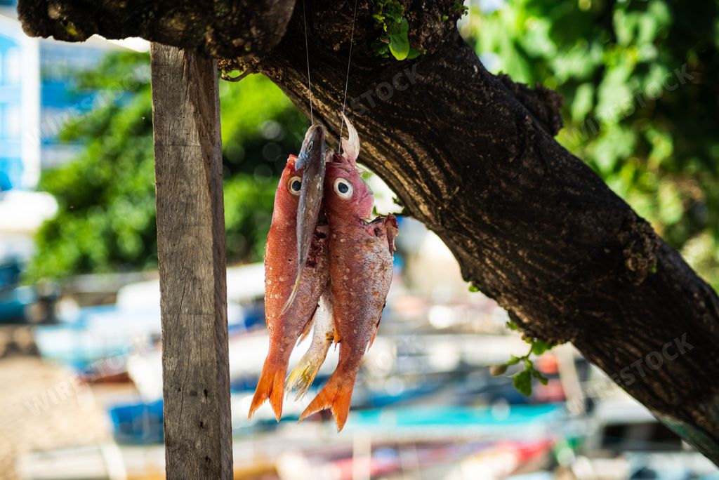 A fish hanging from a tree against the beach in the background. Salvador, Bahia, Brazil