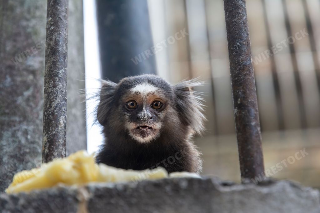 A close up of a curious juvenile mico Estrela looking directly at the camera. Salvador, Bahia, Brazil.