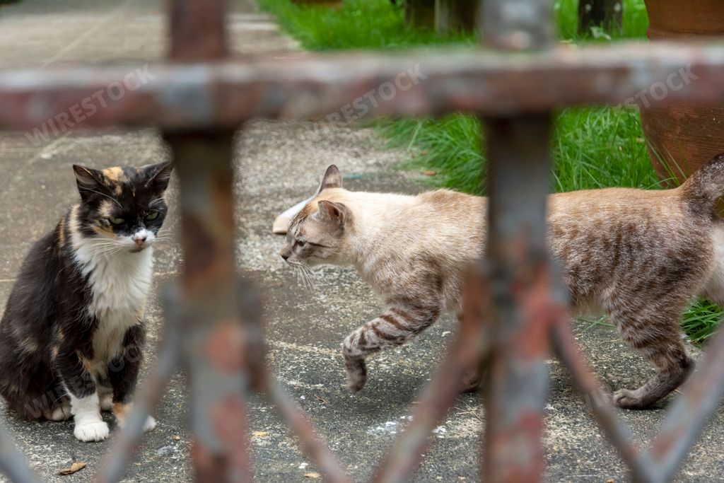 Stray cats, shot through the fence