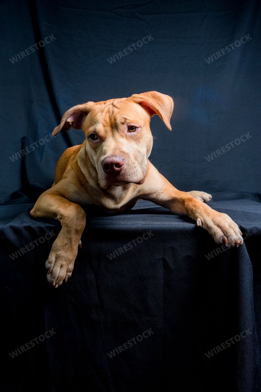 A cute pitbull dog in a studio against black background