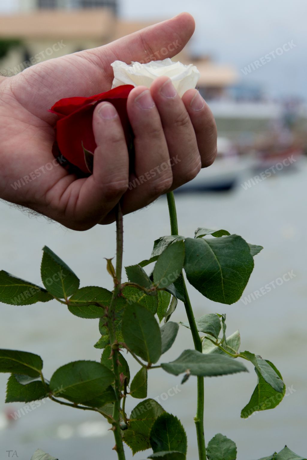 The hands of candomble religion member holding flowers in honor of Yemanja in Salvador Brazil