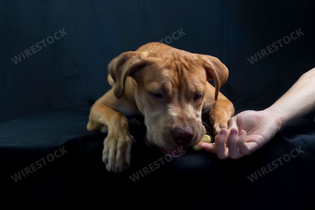 A brown colored pitbull dog looking up against a black background